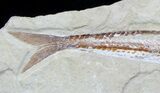 Cretaceous Prionolepis (Viper Fish) - Lebanon #36943-2